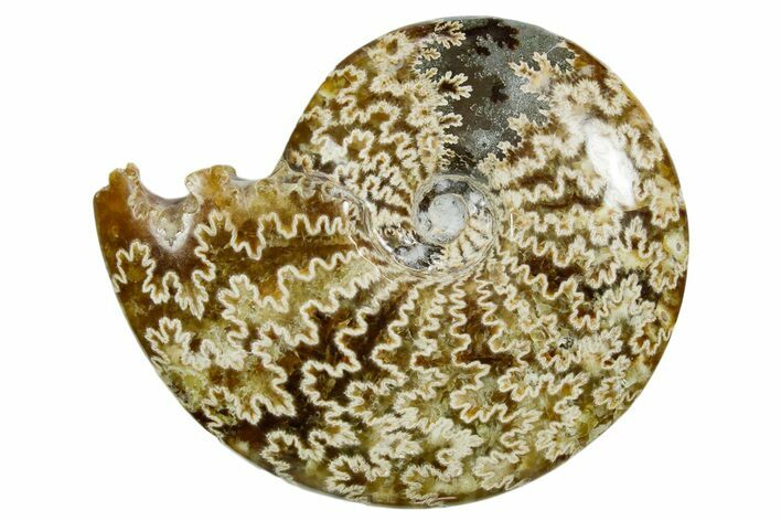 Polished Ammonite (Cleoniceras) Fossil - Madagascar #352376